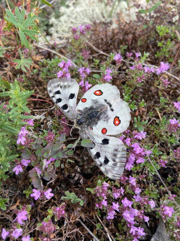 White butterfly with red and black spots resting on purple flowers among green foliage