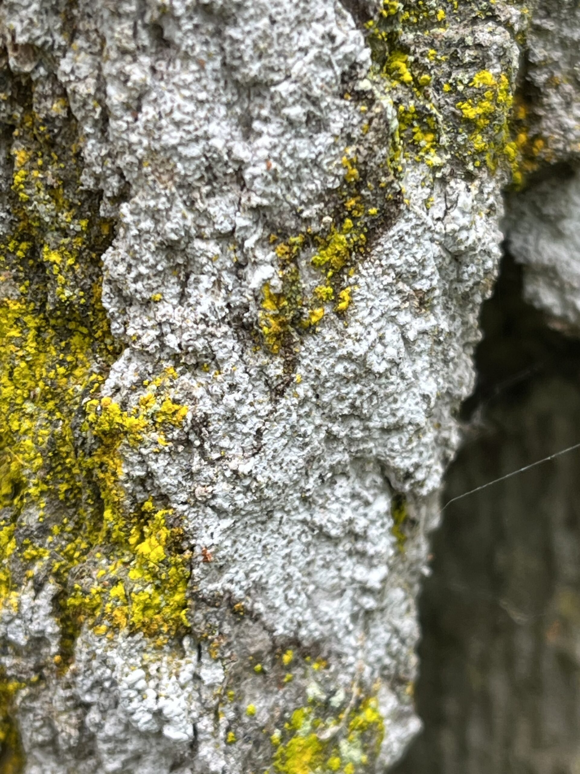 Close-up of tree bark covered with gray and white lichen patches mixed with bright yellow-green moss