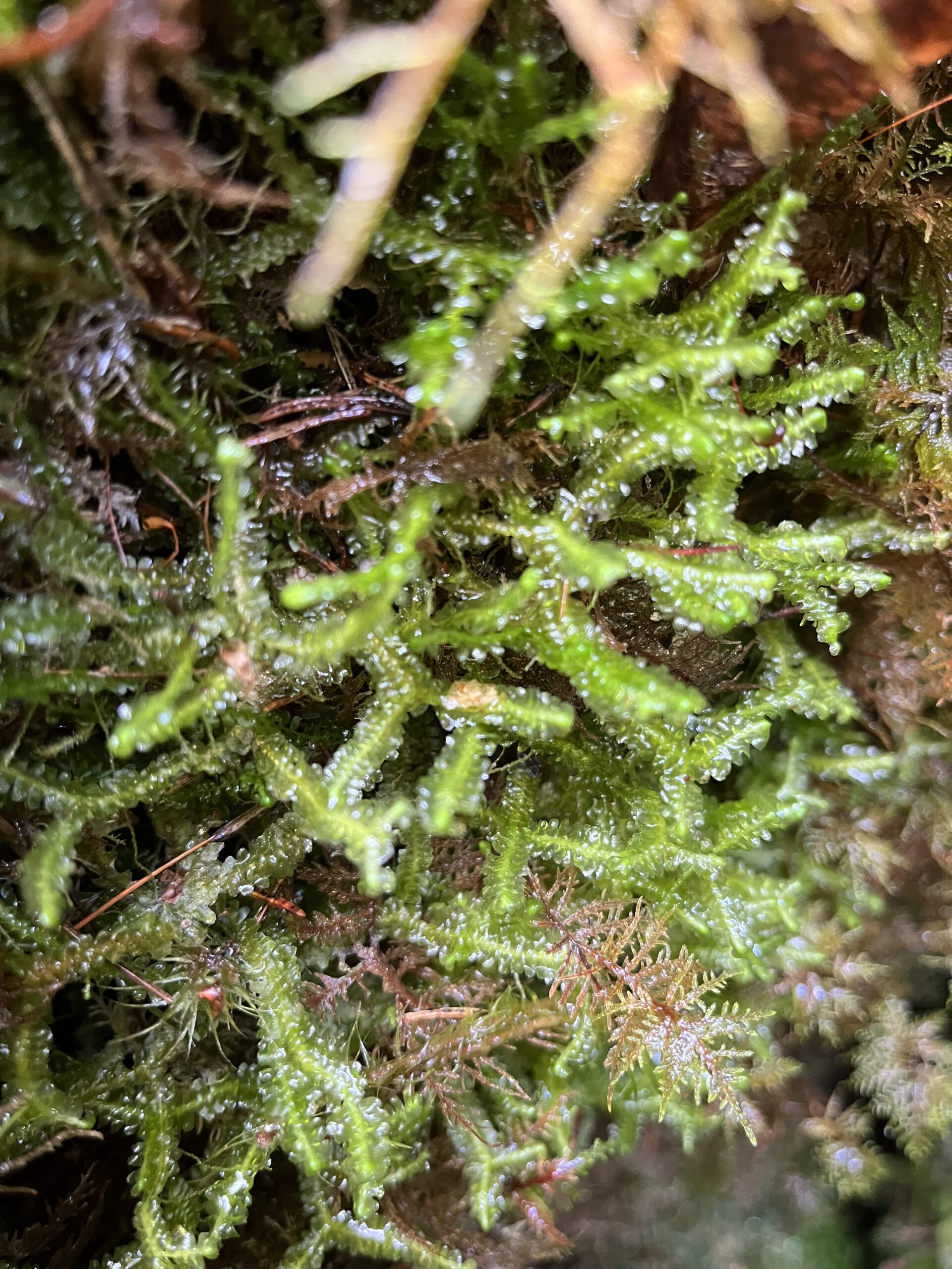 Delicate green fern fronds covered in water droplets among dark soil and moss