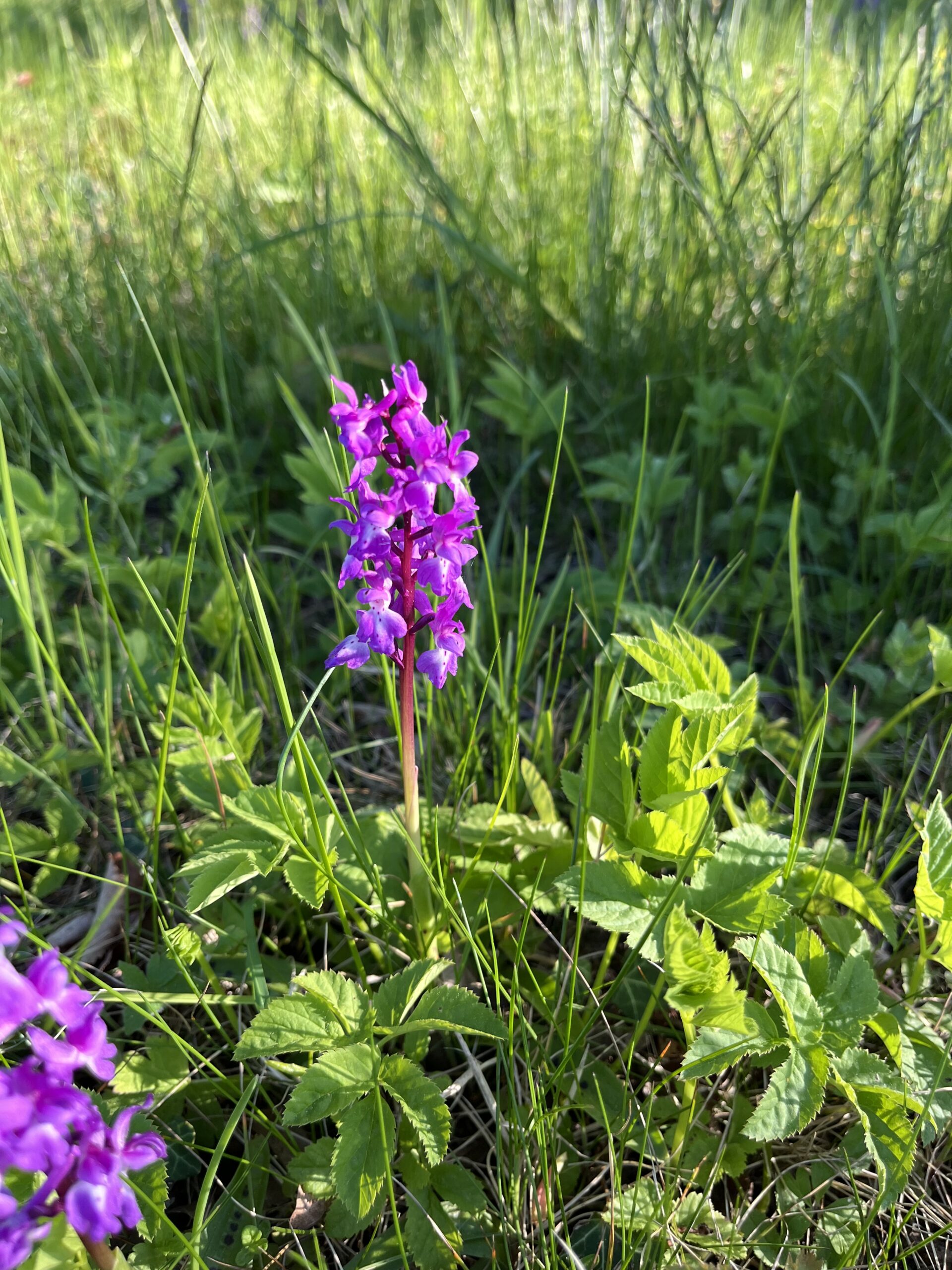 Bright purple wildflower spike rising from green grass and leafy plants in sunlight