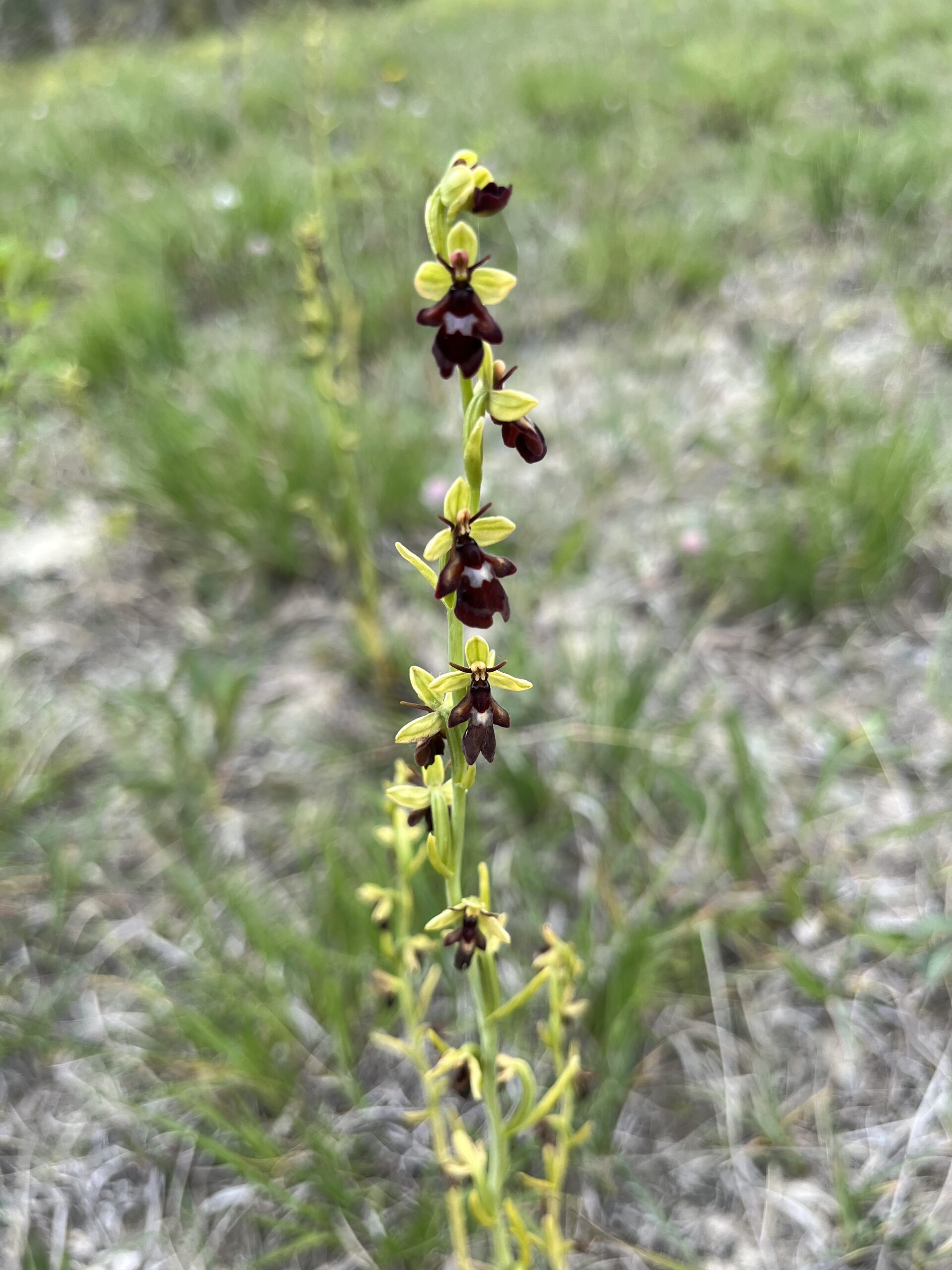 Tall orchid with yellow and dark maroon flowers on green stem against blurred ground vegetation