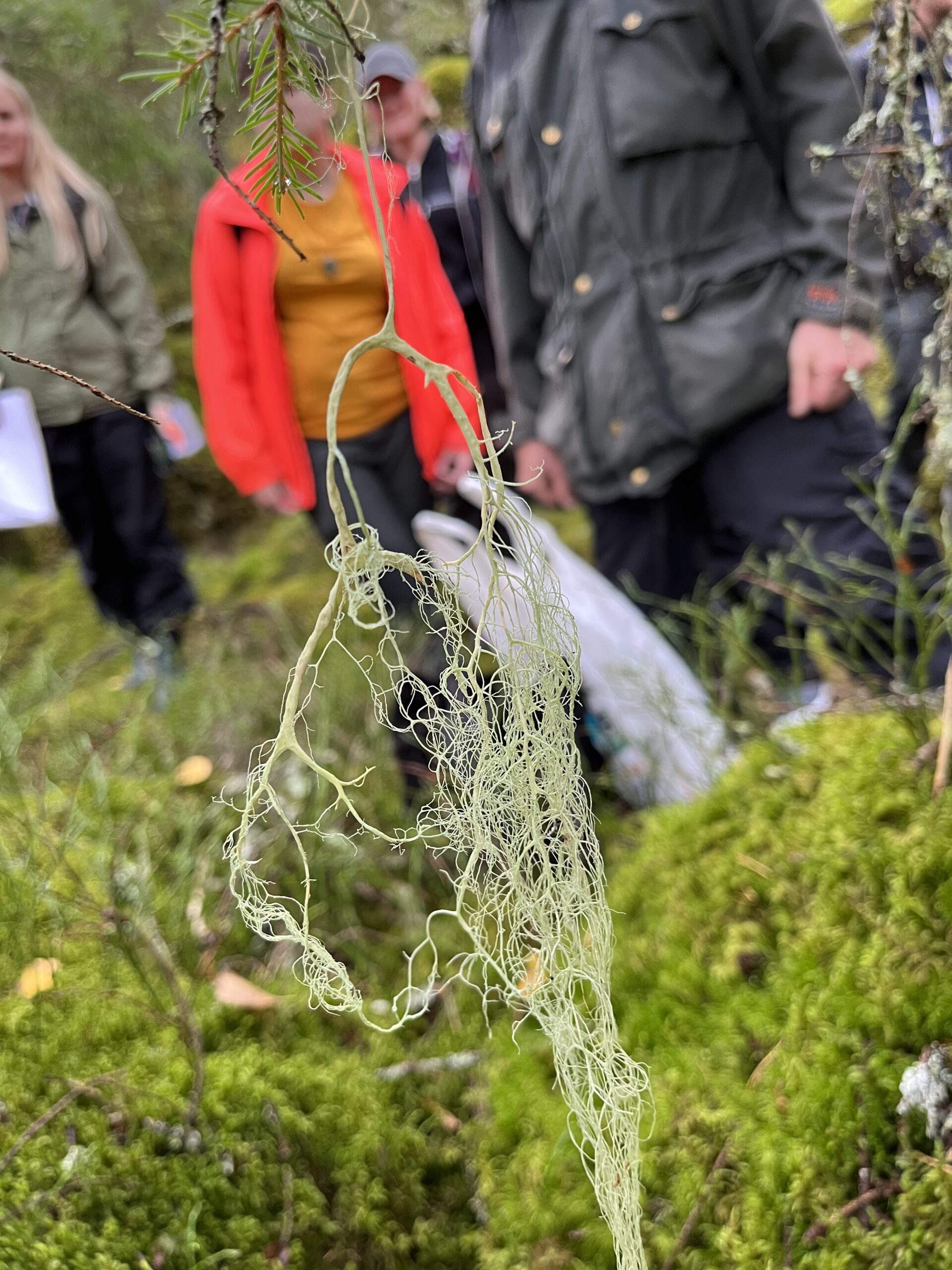 Hanging lichen with people in outdoor clothing gathered nearby on a mossy forest floor