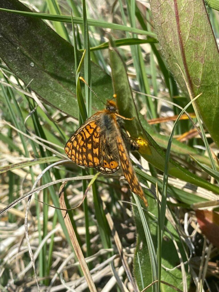 Orange and brown patterned butterfly perched on green grass blades in sunlight