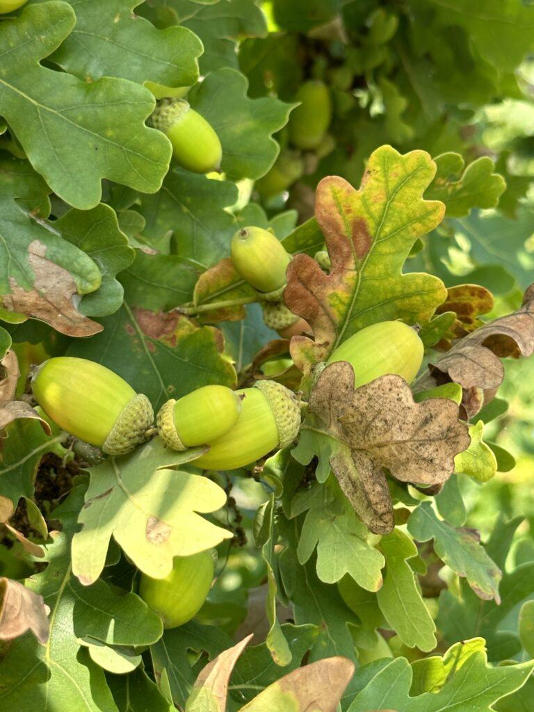 Green acorns and lobed leaves on an oak branch with some brown, damaged foliage