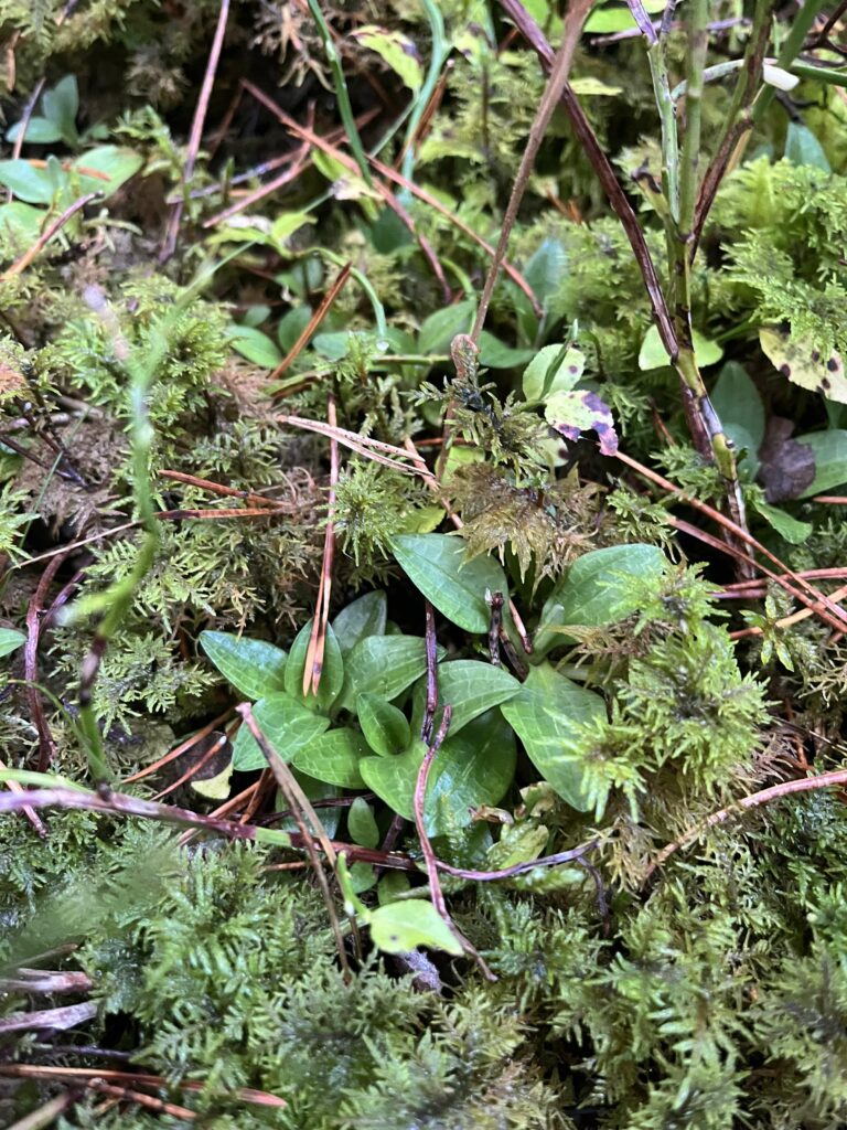 Dense mat of feathery green foliage with purple-tinged stems and small oval leaves scattered throughout