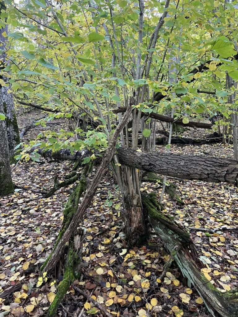 Moss-covered fallen logs on a forest floor scattered with yellow leaves beneath green canopy trees