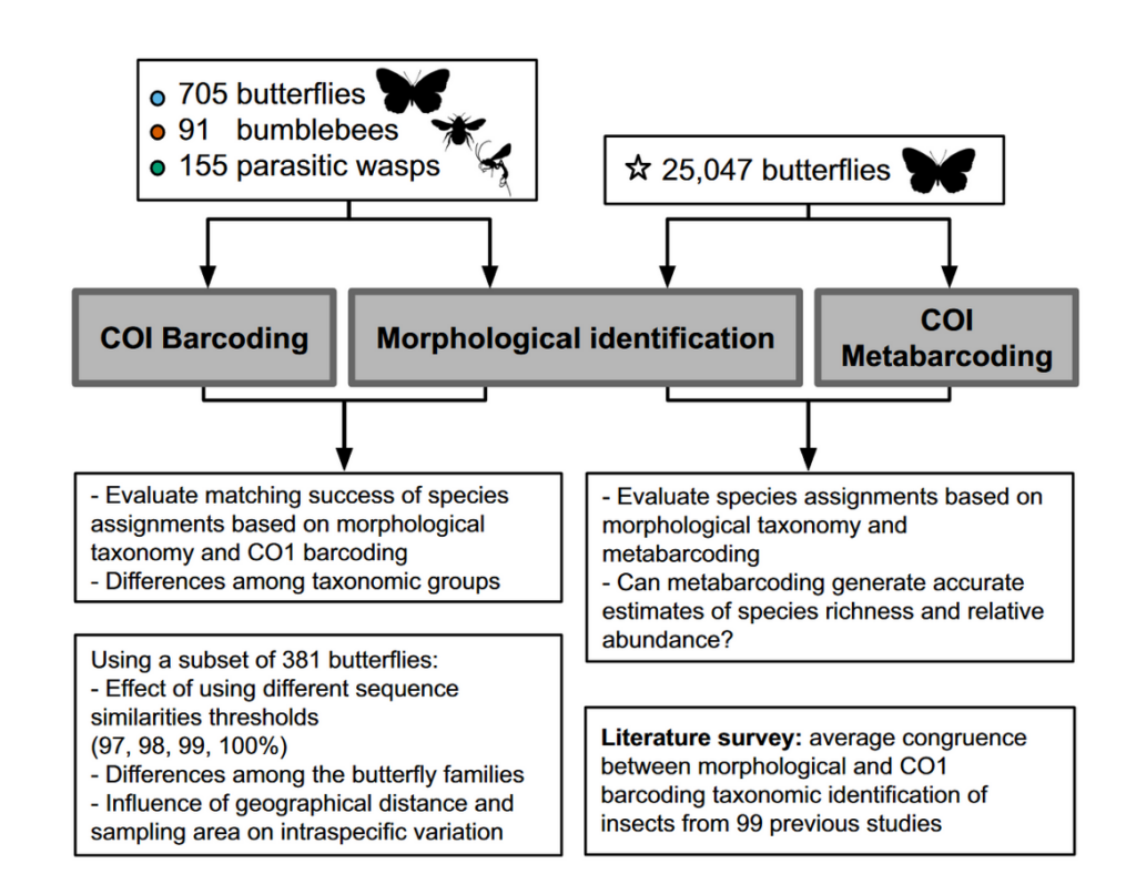 Flowchart showing research methodology comparing three identification techniques applied to insects and butterflies, with ev…