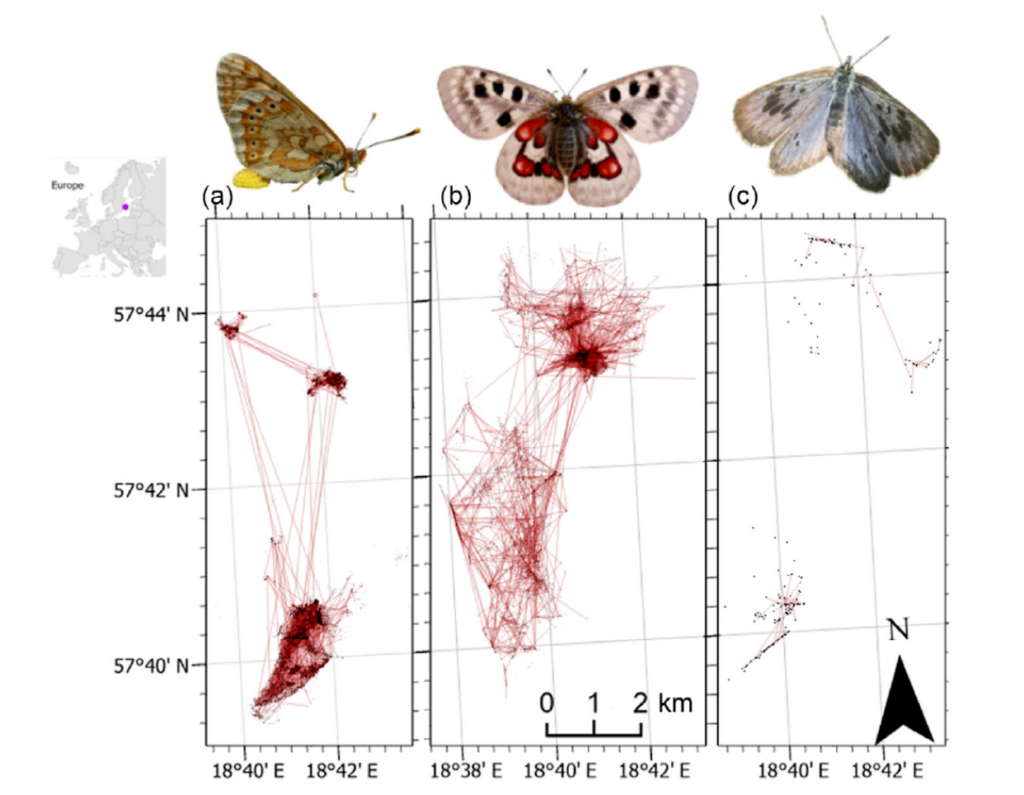 Three butterfly species with maps below showing their movement patterns and locations across coordinates in Europe