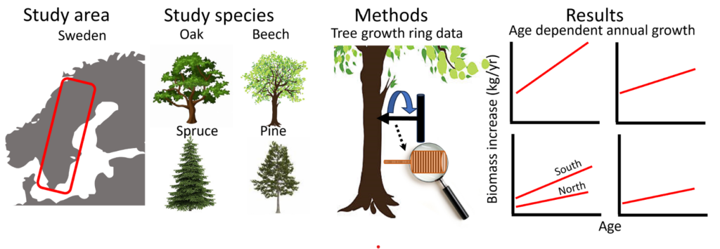 Swedish forest study showing five tree species, tree ring dating method, and four graphs comparing biomass increase by age a…