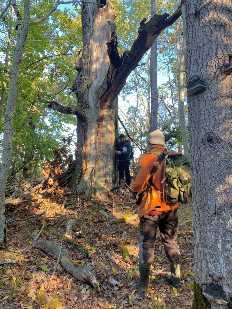 Two hikers in orange vests examine a large hollow tree in a forest setting