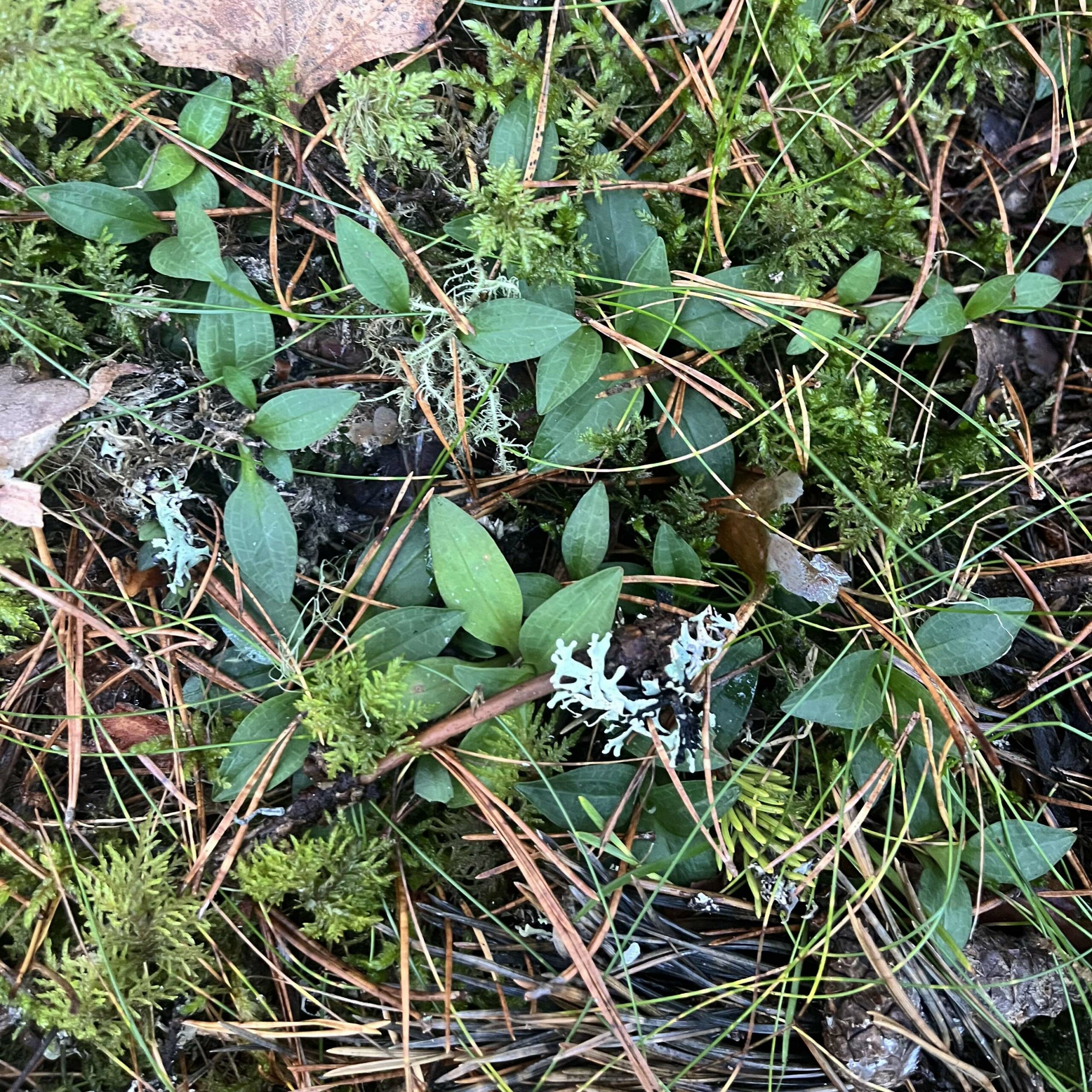 Ground-level vegetation with small oval leaves, delicate white flowers, ferns, and brown plant stems on dark soil