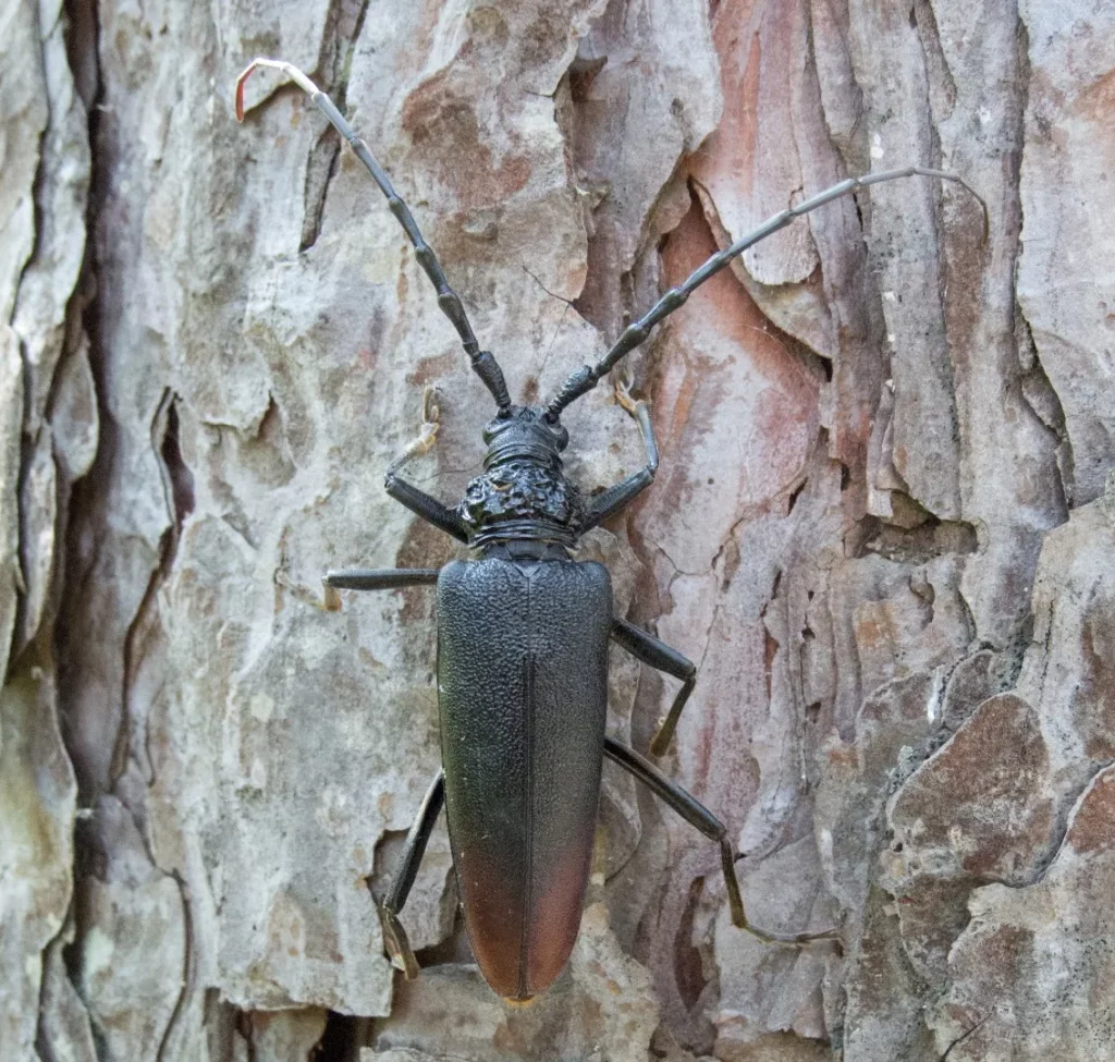 Dark beetle with long antennae resting on textured tree bark