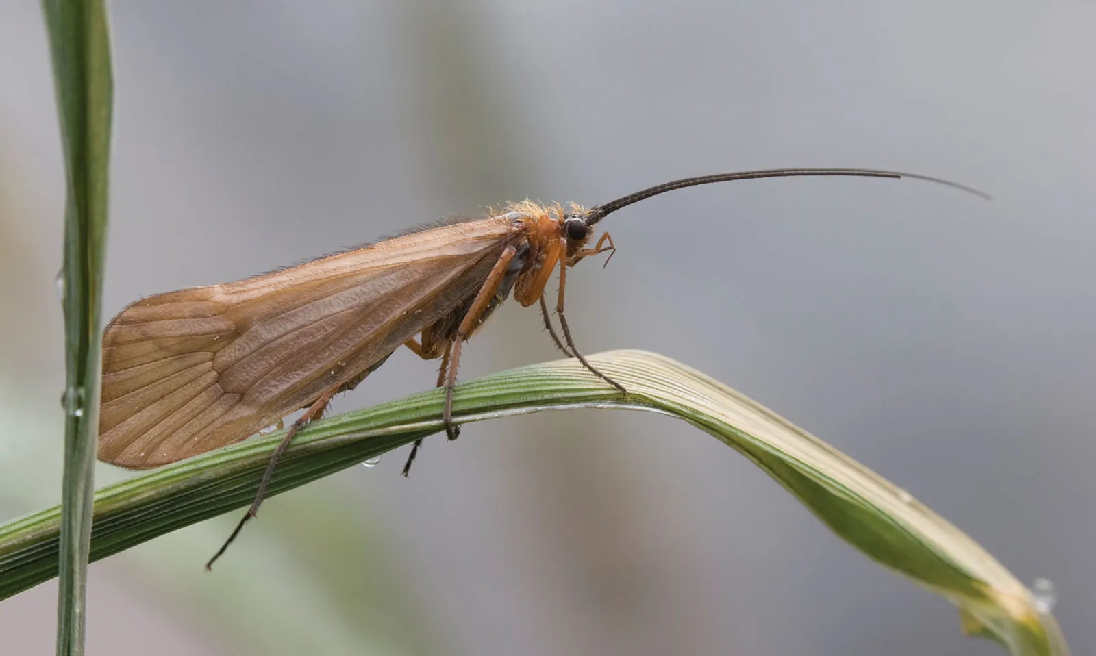 Brown insect with long antennae perched on a green plant stem against a blurred gray background
