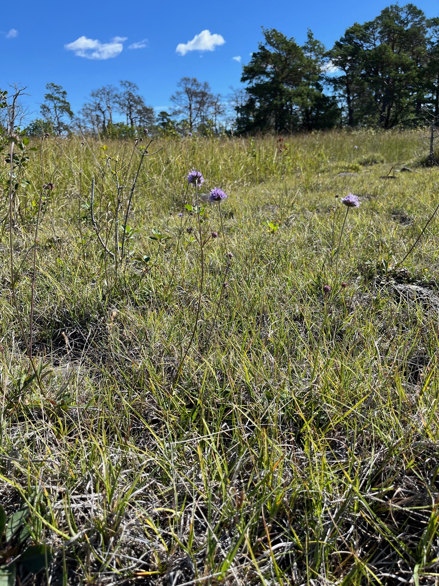 Purple wildflowers bloom sparsely in a dry grassland with pine trees along the horizon under blue sky