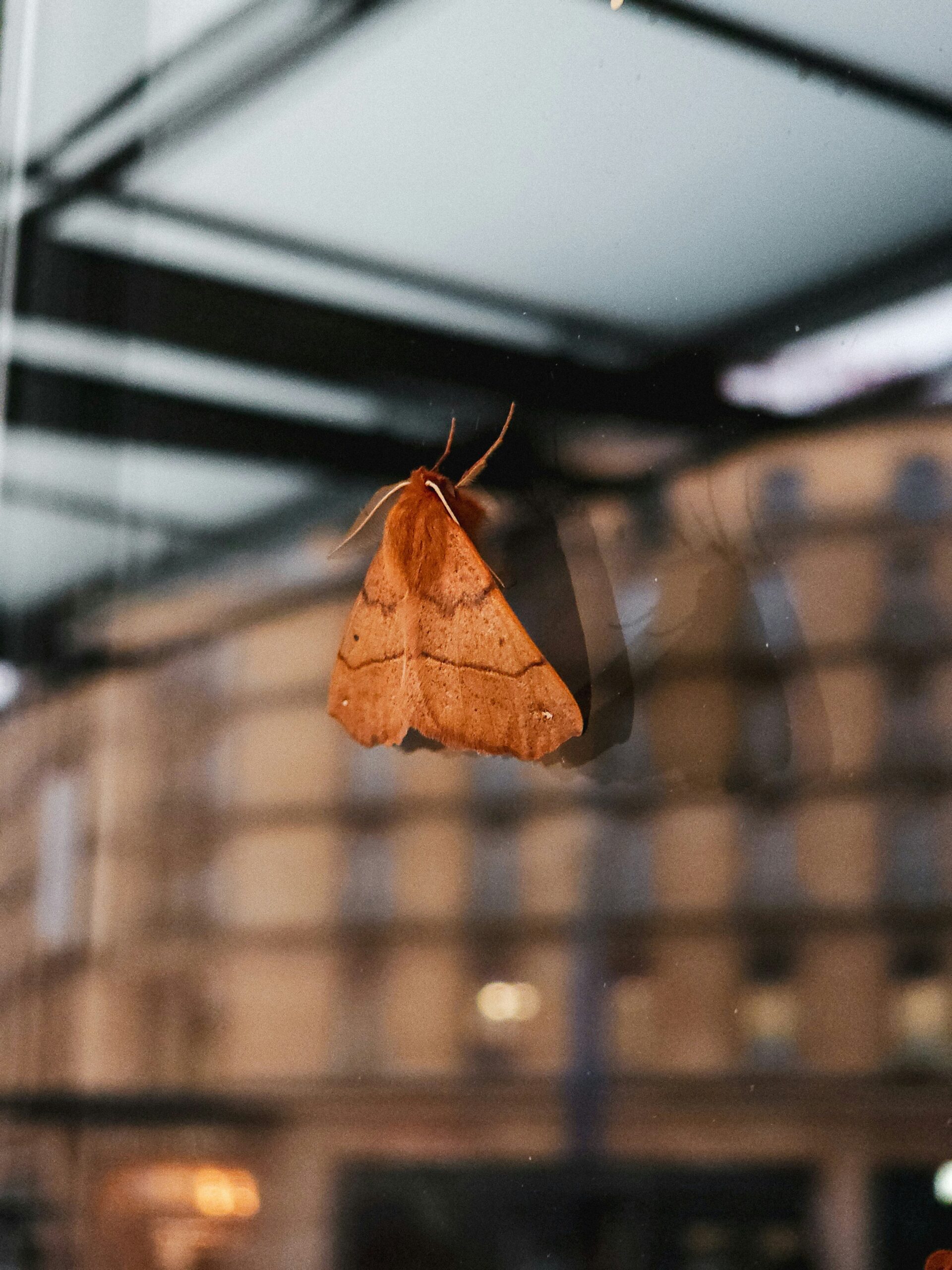 Reddish-brown moth clinging to a surface with blurred brick building in background