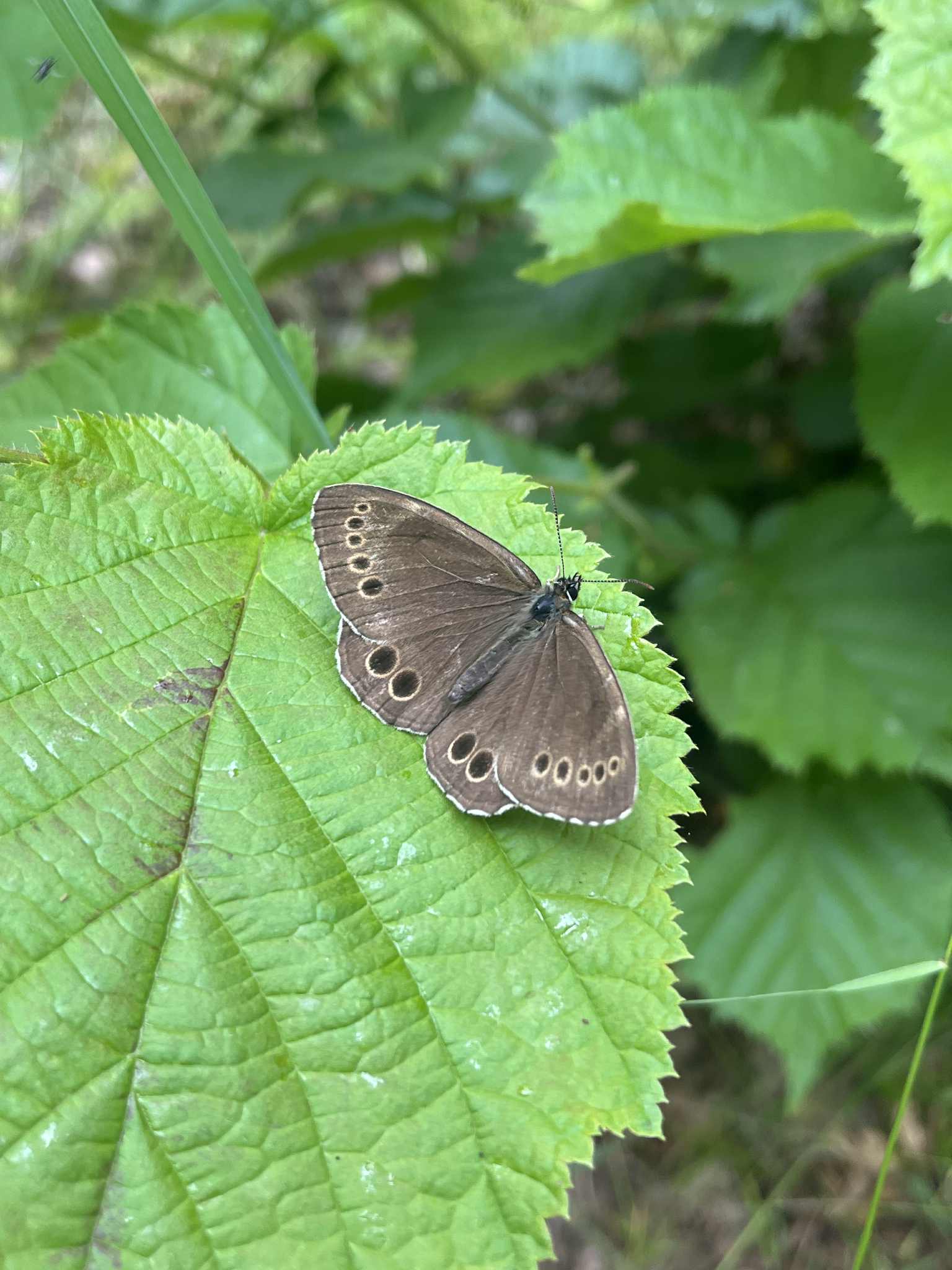 Brown butterfly with eye spots resting on a bright green leaf