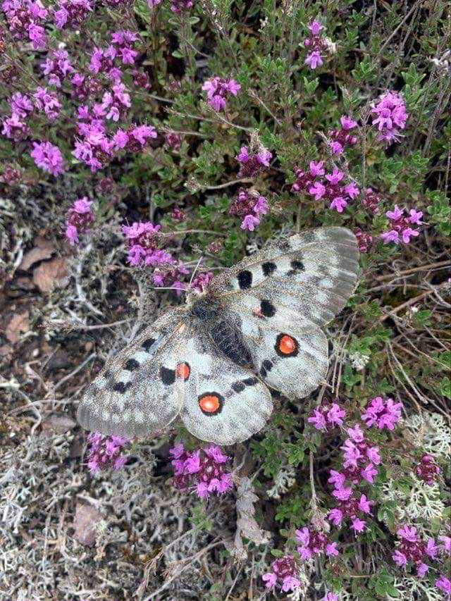 Two pale butterflies with red spots rest on purple flowering plants among green foliage