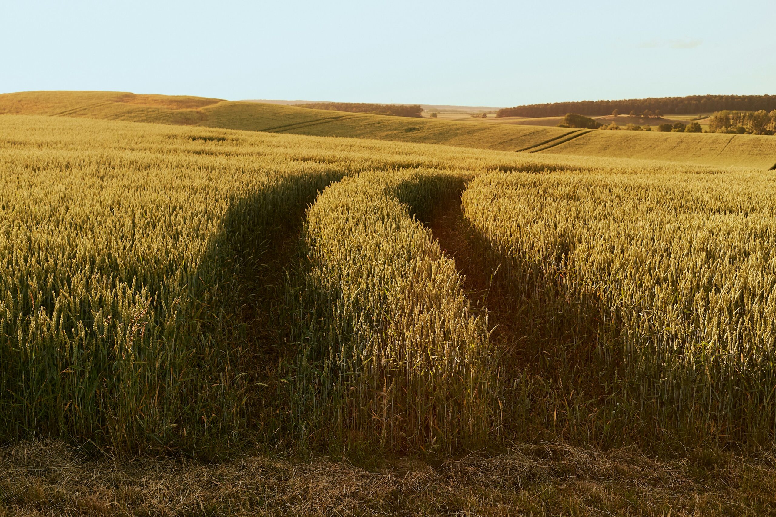 Curved tire tracks cut through a golden grain field with rolling hills and forest in the background