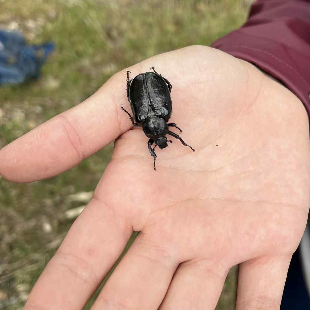 Black beetle resting on an open human palm outdoors
