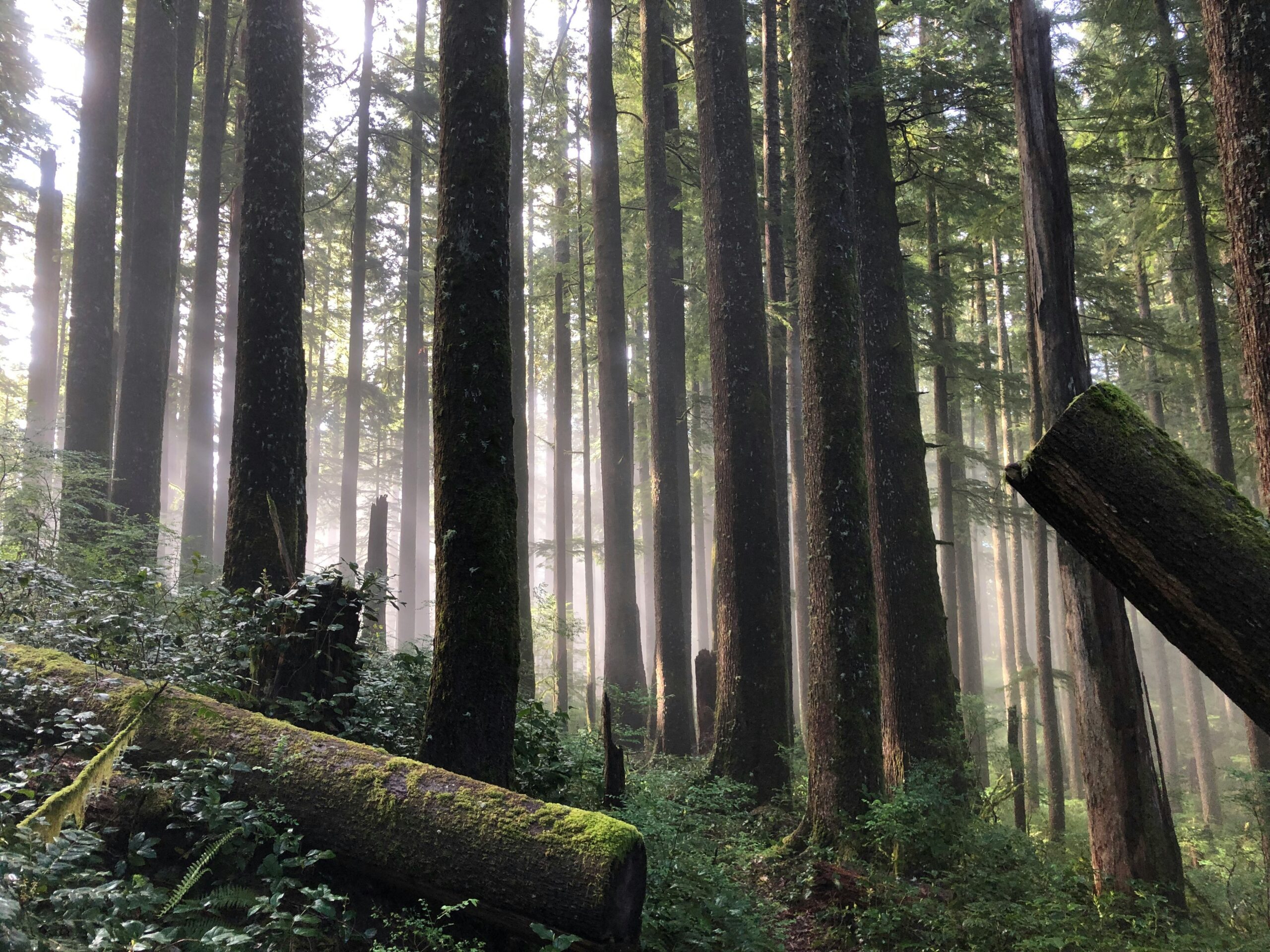Misty old-growth forest with tall dark tree trunks, moss-covered fallen logs, and dense green undergrowth