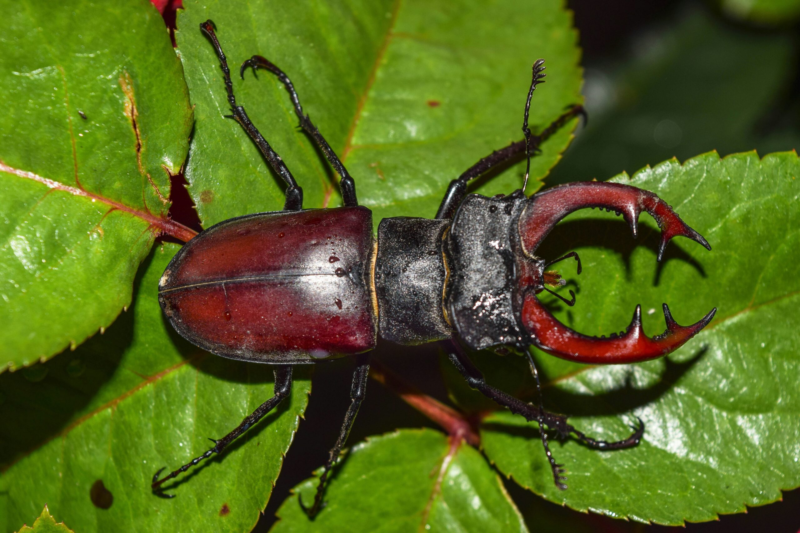 Red and black stag beetle with large curved mandibles on green leaves
