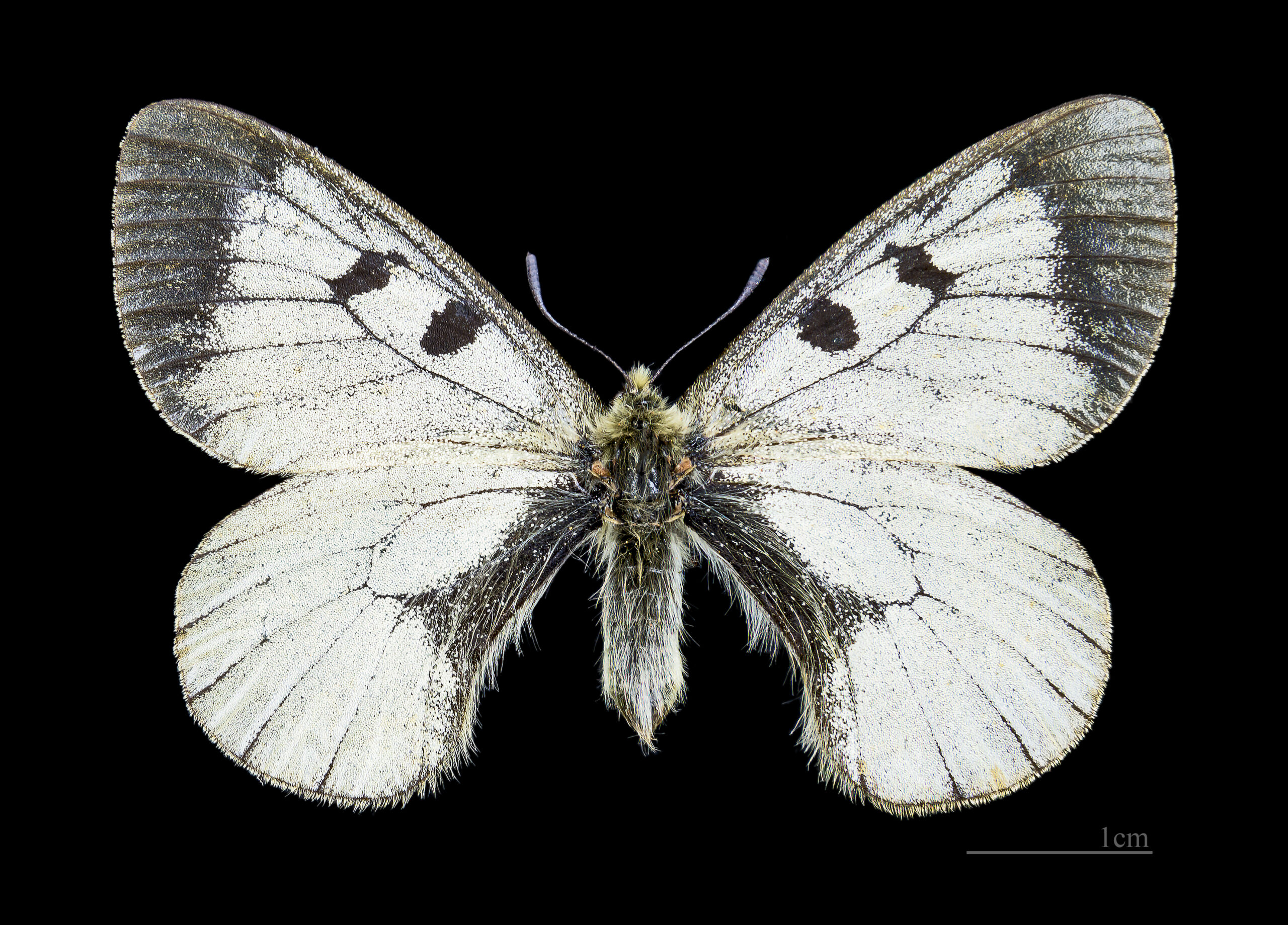 White butterfly with black spots on wings and dark fuzzy body against black background with 1cm scale bar