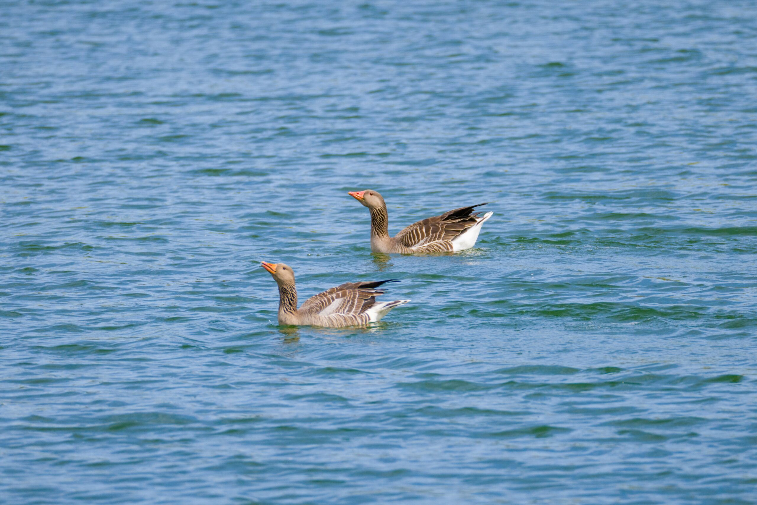 Two striped geese swimming in blue-green water with rippled surface