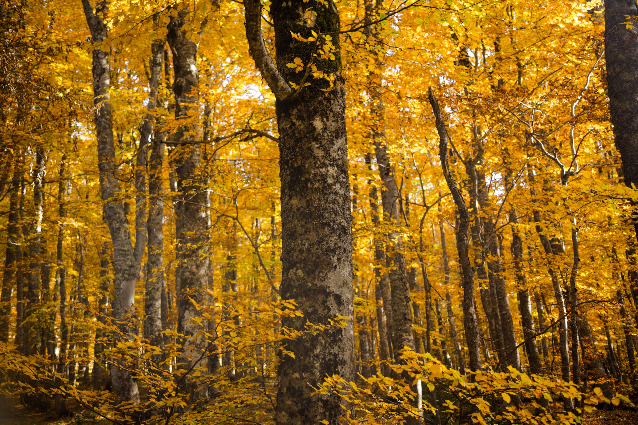 Dense forest of tall trees with golden-yellow autumn foliage throughout the canopy