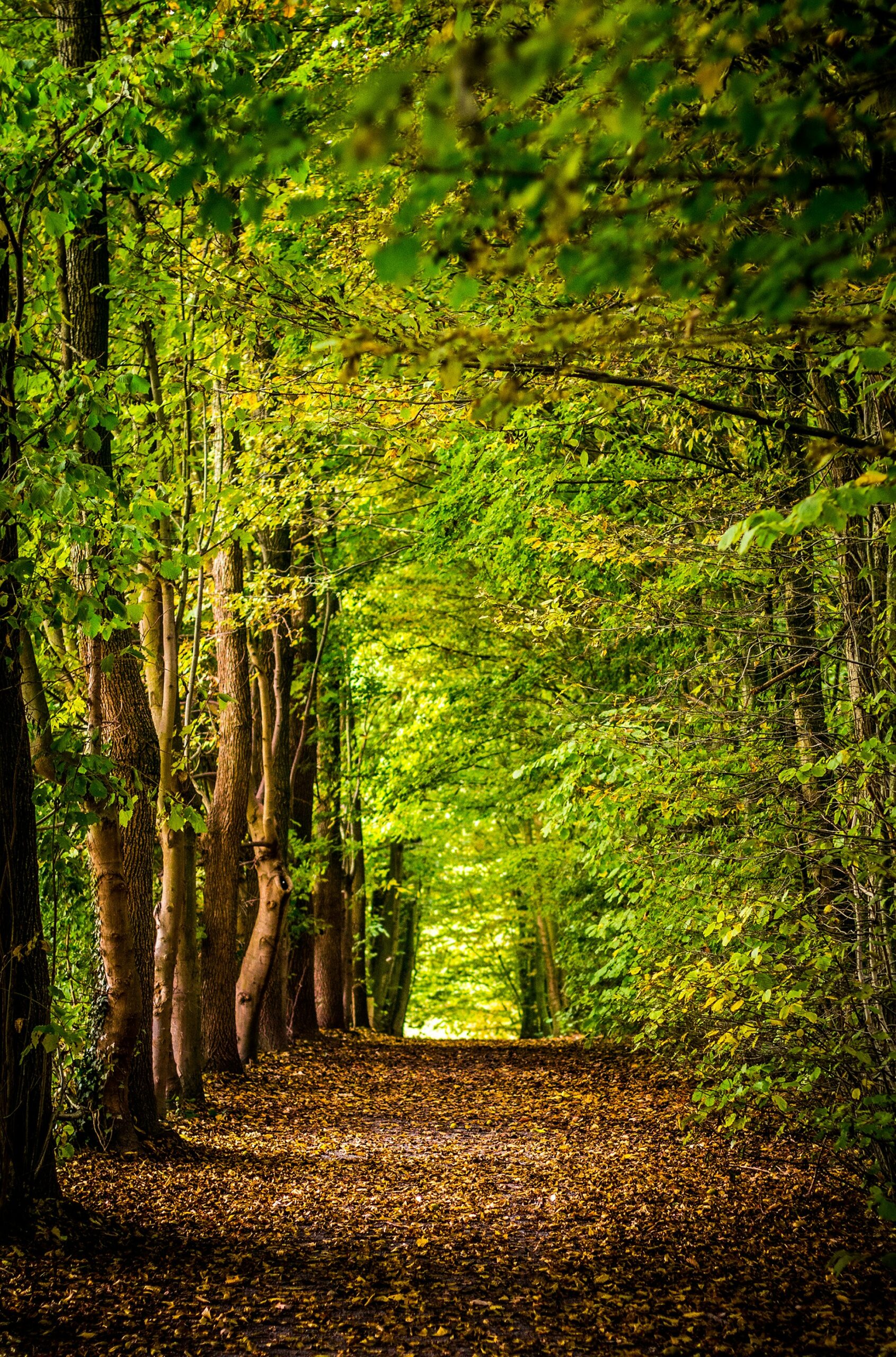 Tree-lined forest path with brown fallen leaves and bright green canopy overhead