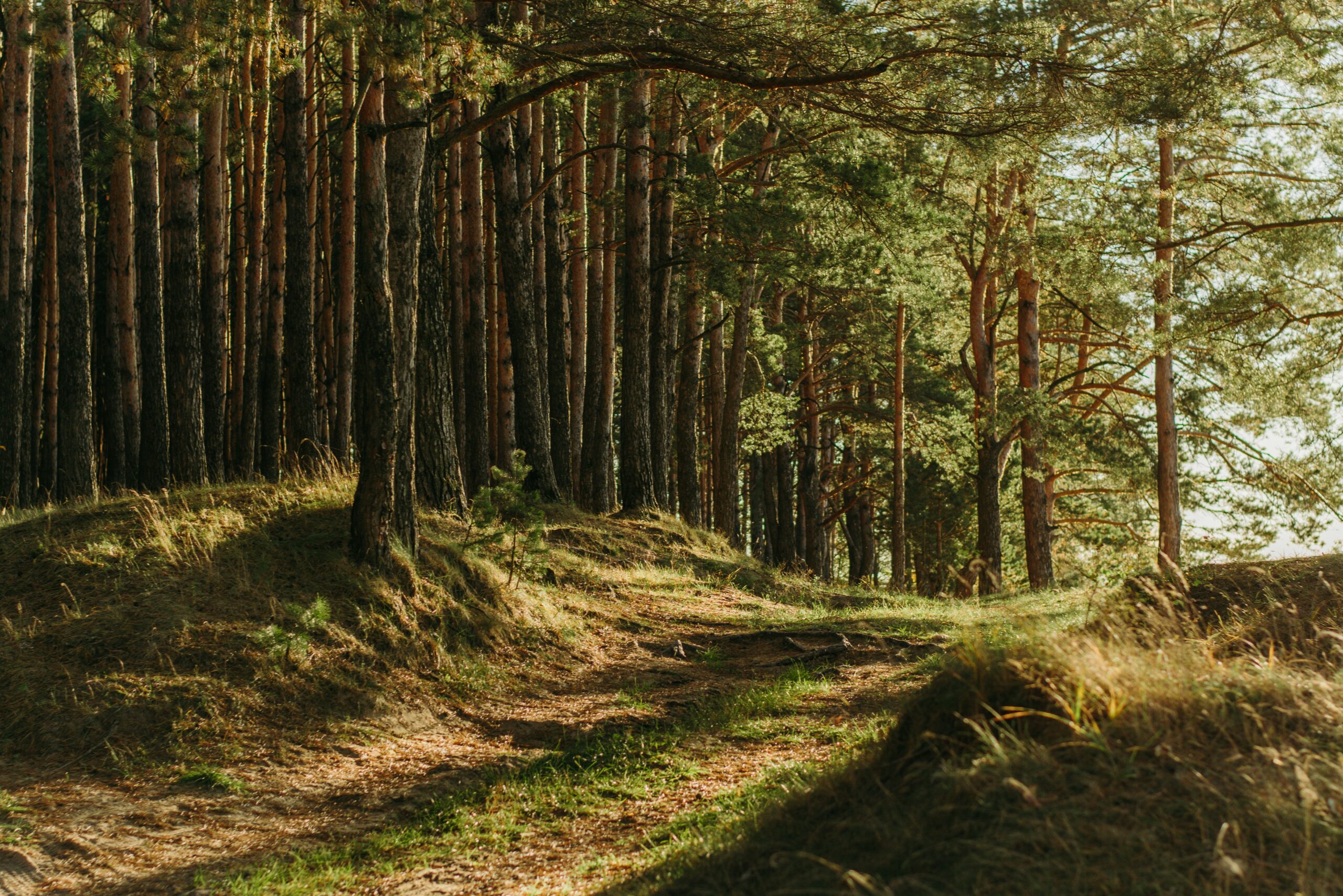 A tree-lined forest path with tall conifers on both sides and dappled sunlight filtering through the canopy