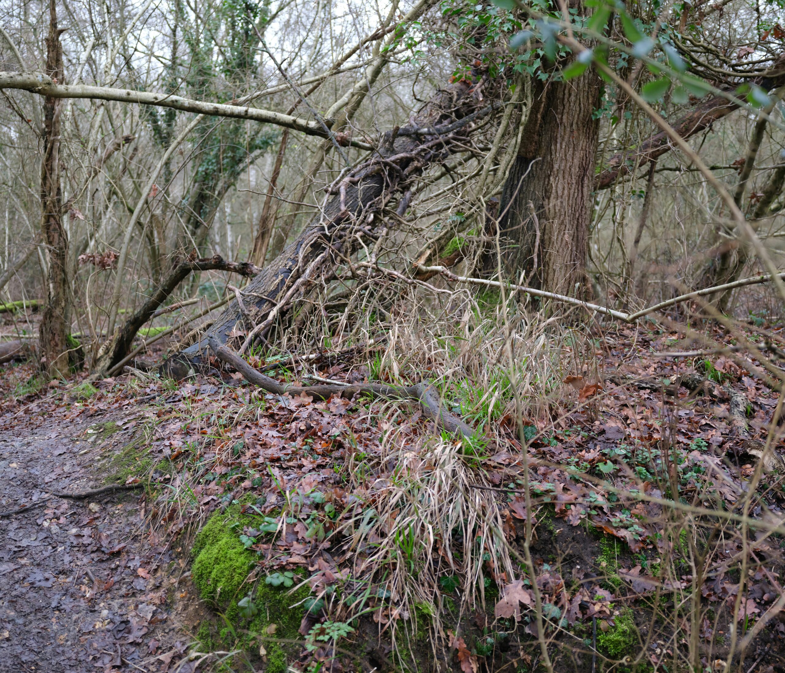 Fallen tree trunk with moss and dried vegetation in a leafless winter forest