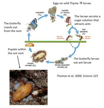 Circular diagram showing butterfly lifecycle stages connected by arrows, including eggs on plant, caterpillar, pupae in ant …
