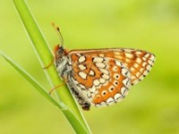 Orange and white spotted butterfly perched on green grass blade against blurred yellow-green background