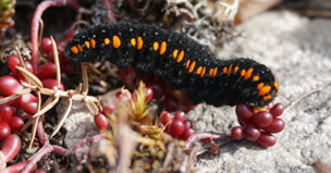 Black and yellow caterpillar crawling on pink and red flowers against sandy ground