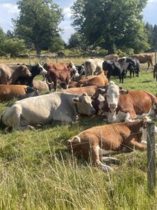 A herd of cattle resting in tall grass at the wooded edge of a semi-natural grassland pasture.