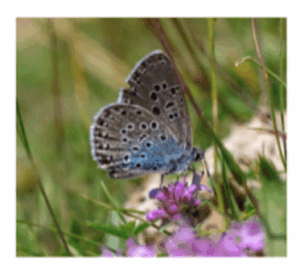 A large blue butterfly (Phengaris arion) with blue-and-grey spotted wings perched on a pink flower in grassland.