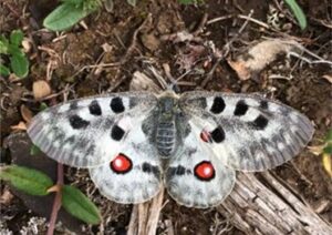 An Apollo butterfly (Parnassius apollo) with open wings showing black spots and two red eyespots, resting on bare ground.