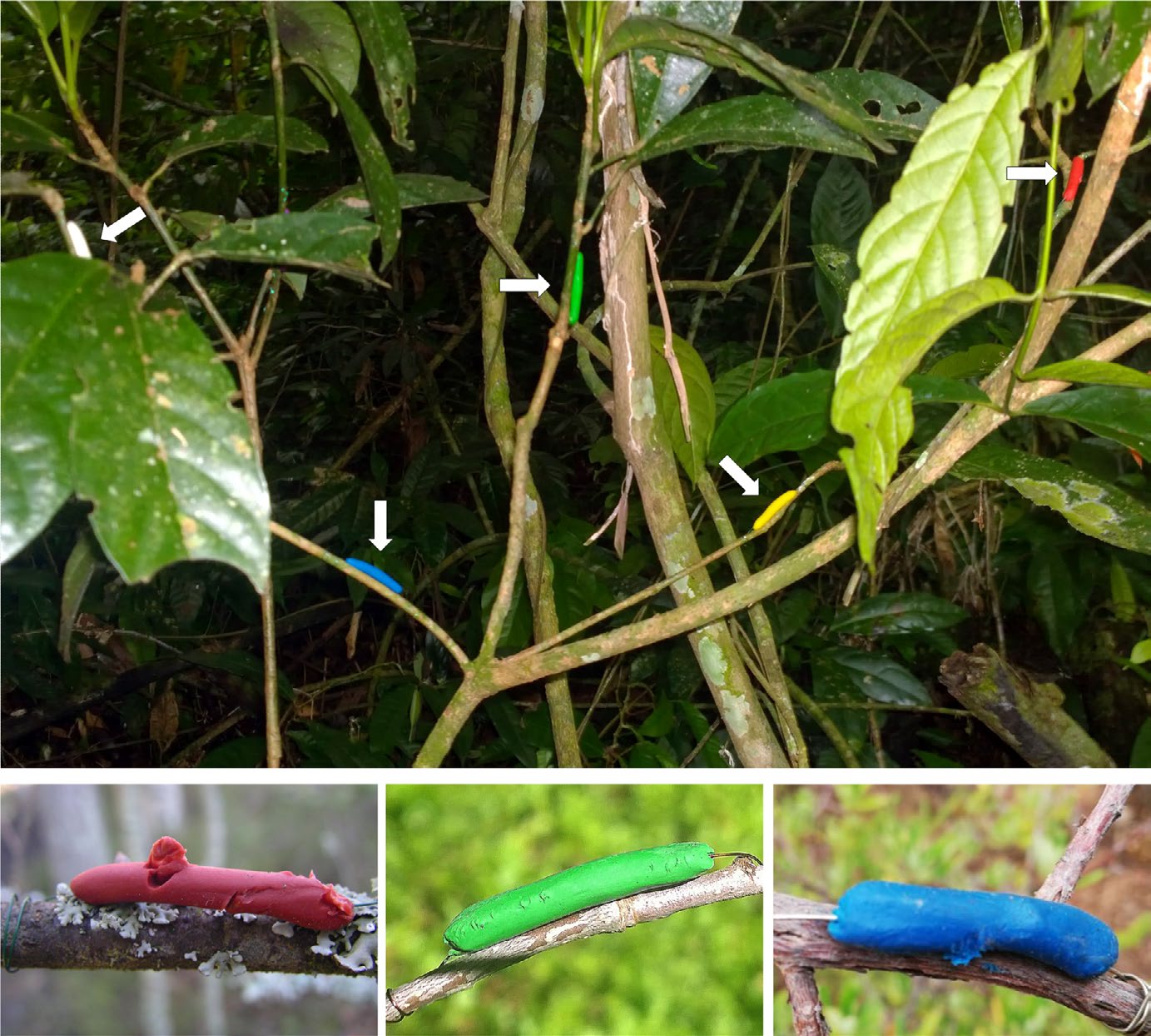 Figure from: Opposite latitudinal patterns for bird and arthropod predation revealed in experiments with differently colored artificial prey