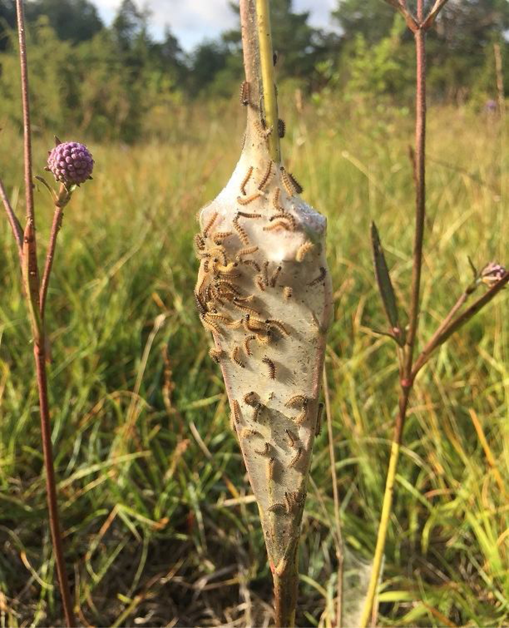 Figure from: Intense grazing of calcareous grasslands has negative consequences for the threatened marsh fritillary butterfly