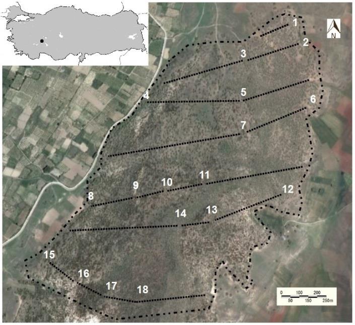 Figure from: Fine-scale habitat utilization by birds in an ancient oak (Quercus spp.) wood-pasture in southwestern Turkey