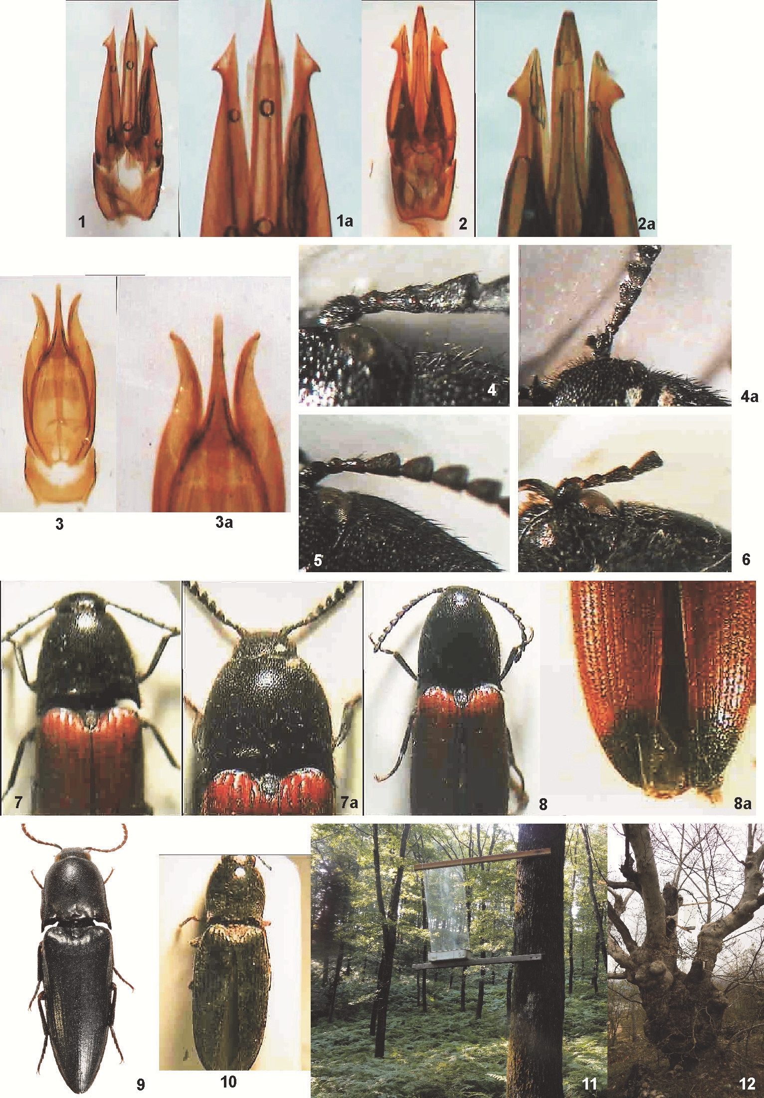 Figure from: Click beetles (Coleoptera, Elateridae) from two areas with hollow oaks and plane trees in Turkey.