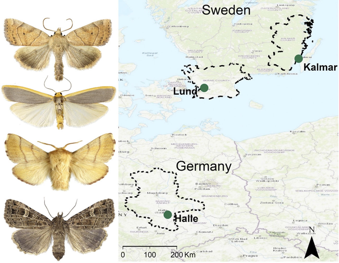 Figure from: Urban moth communities suggest that life in the city favours thermophilic multi-dimensional generalists