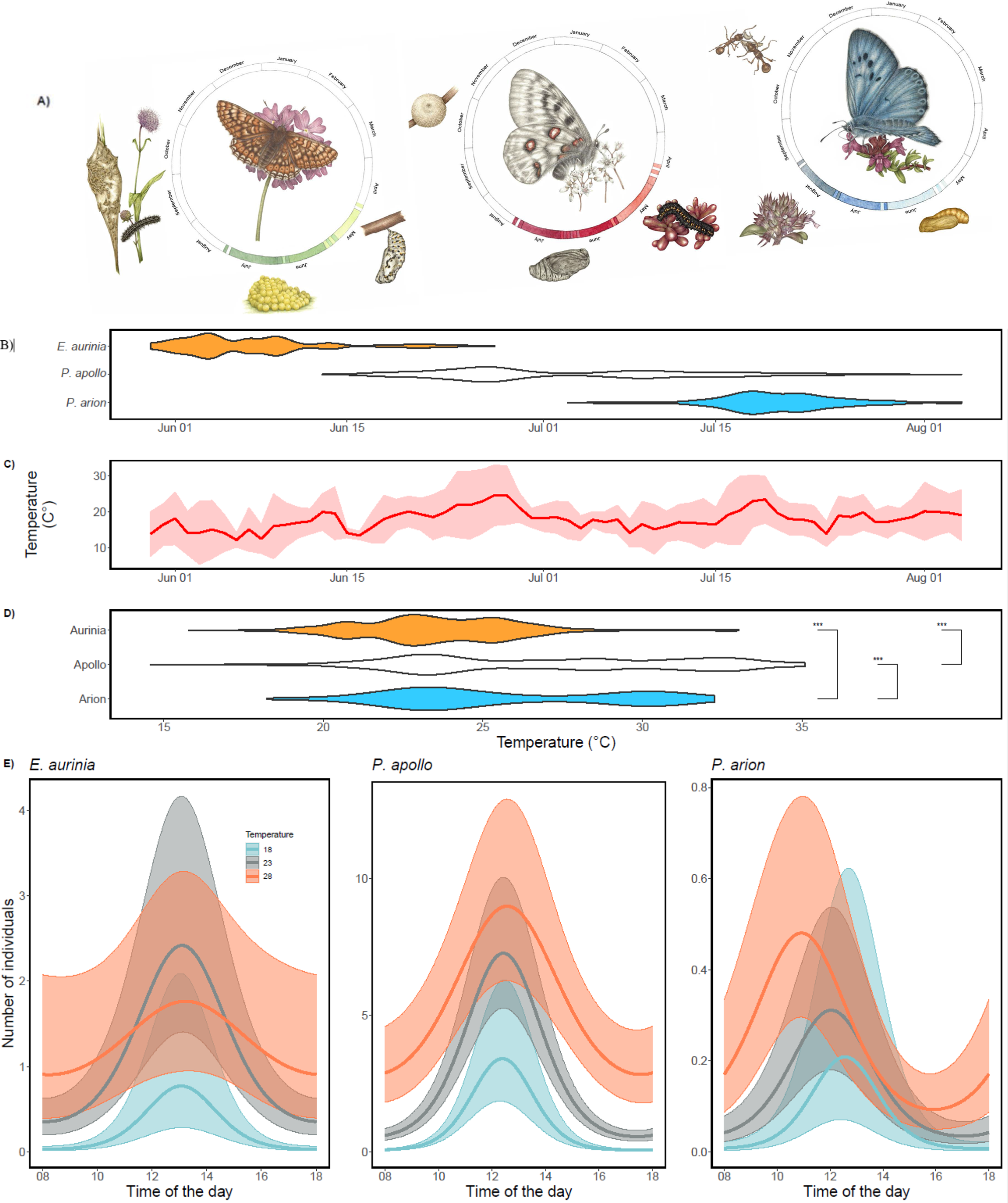 Figure from: Differences in phenology, daily timing of activity, and associations of temperature utilization with survival in three threatened butterflies