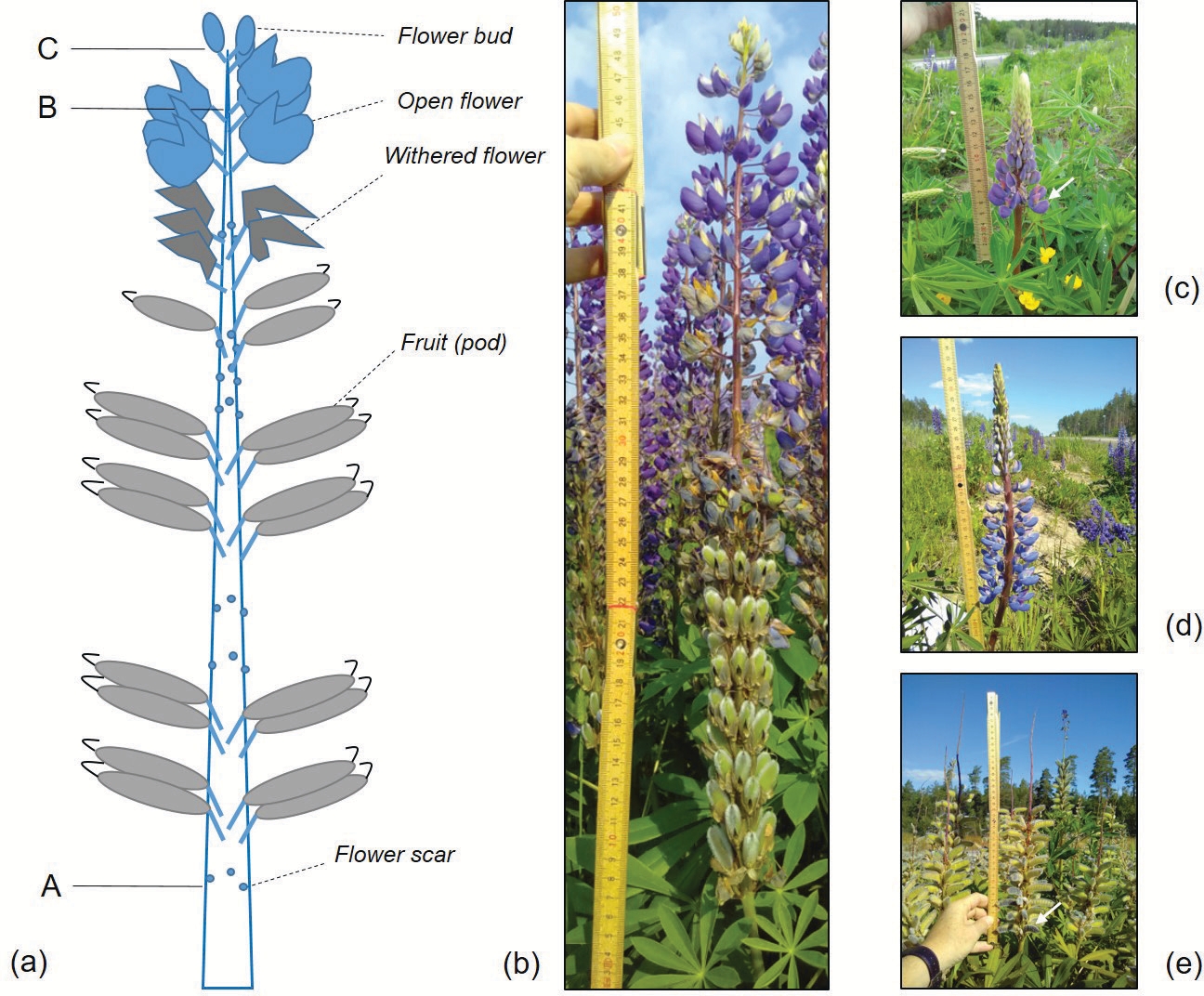 Figure from: ﻿Phenology and morphology of the invasive legume Lupinus polyphyllus along a latitudinal gradient in Europe