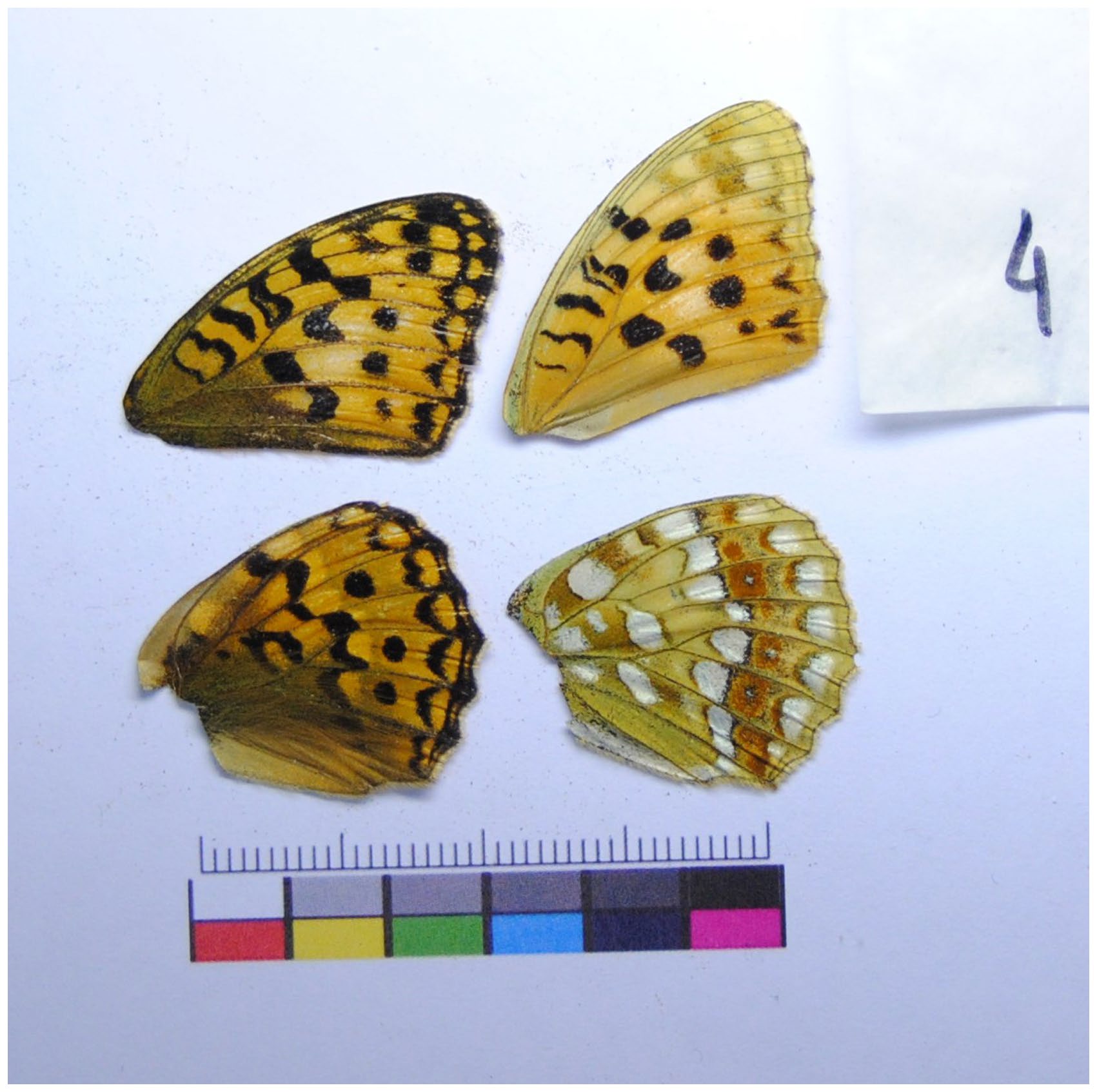 Figure from: Large-scale spatial variation and phenotypic integration in three Argynnini species inform about functions and evolutionary drivers of butterfly wings