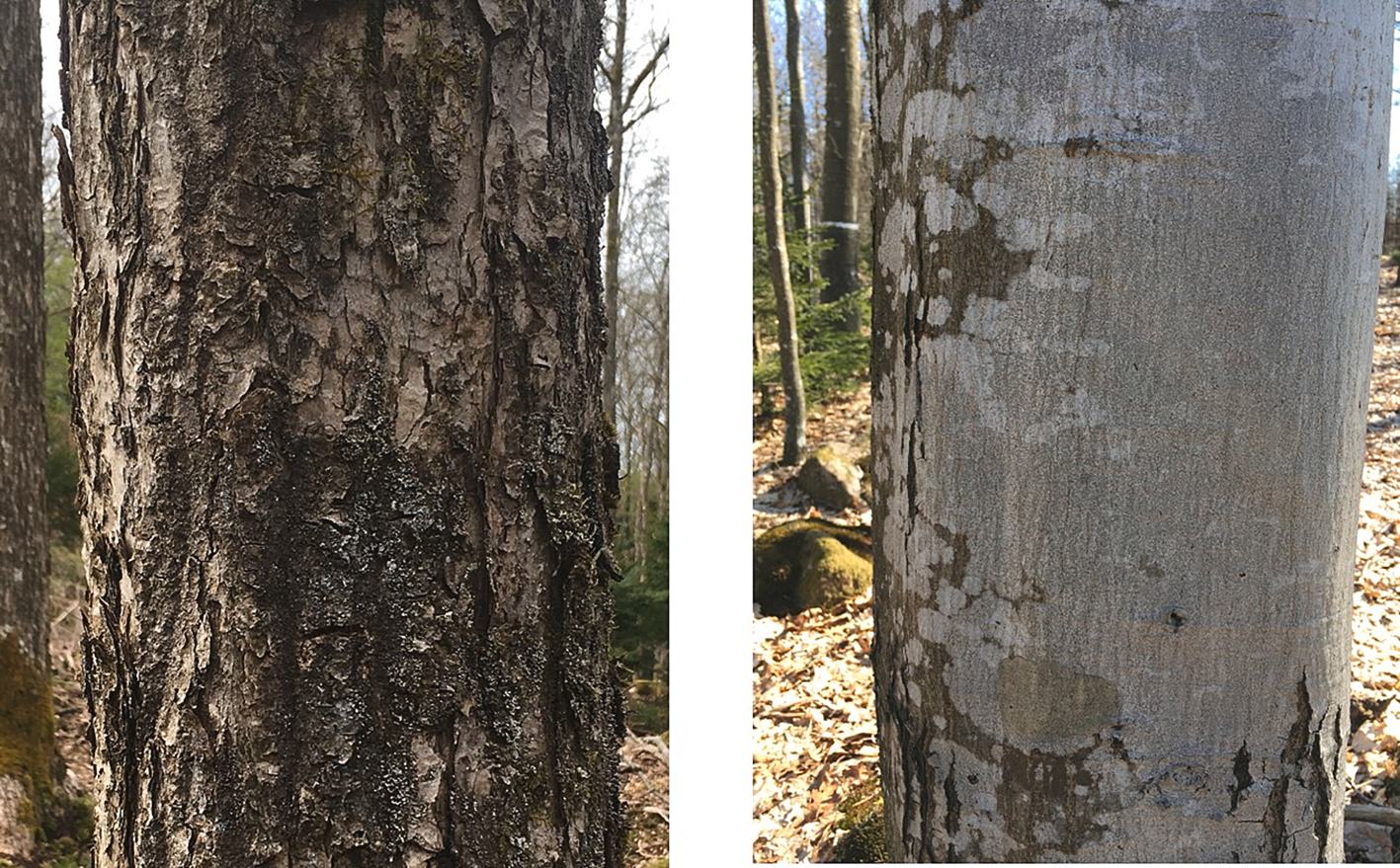 Figure from: The non-native Quercus rubra does not substitute the native Quercus robur and Q. petraea as substrate for epiphytic lichens and bryophytes