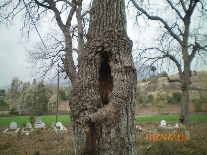 Figure from: Saproxylic beetles on oaks in a wooded pasture in the Eastern Mediterranean Region and contributions to Turkish entomofauna