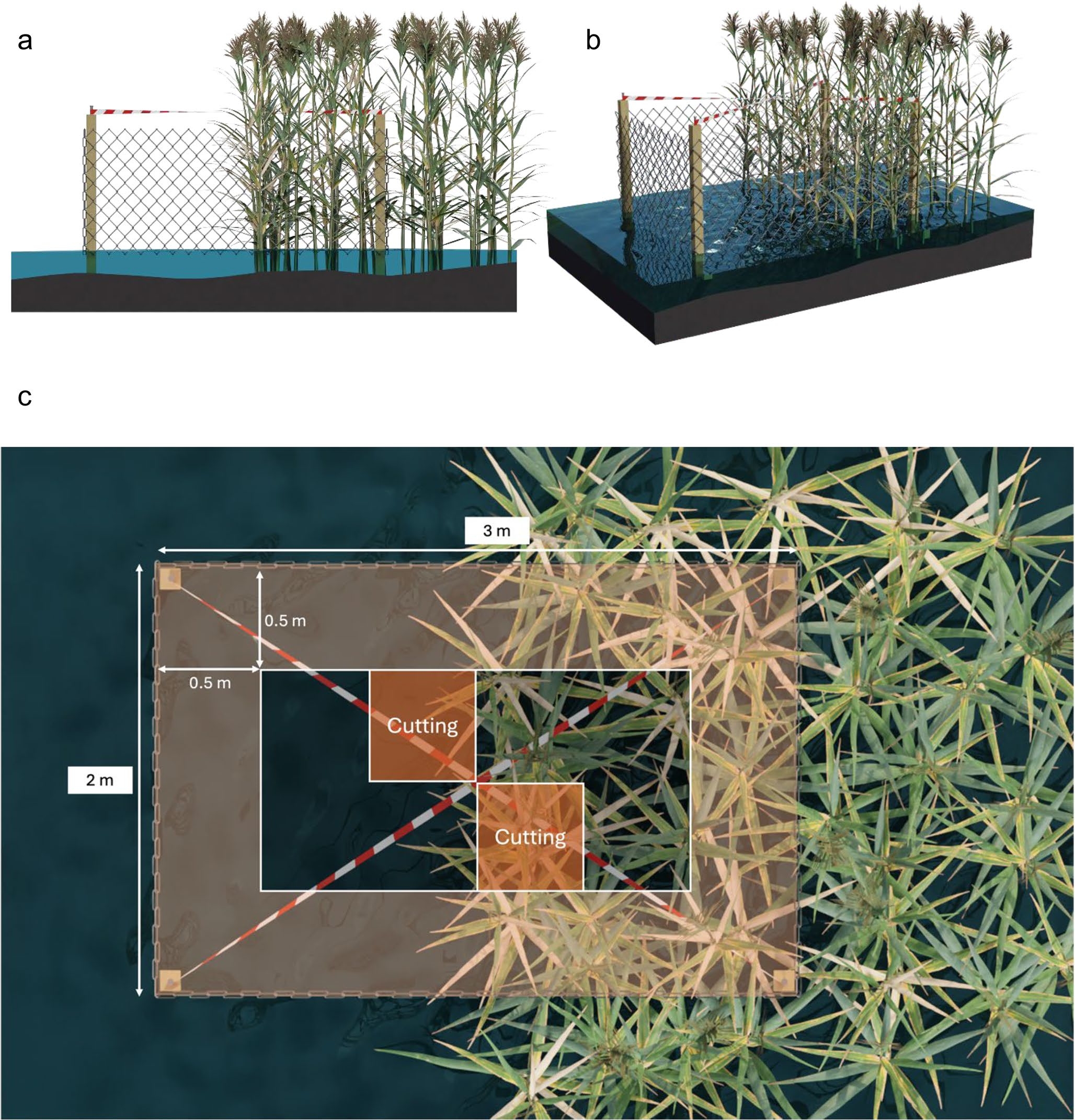 Figure from: Grazing effects of greylag goose Anser anser – a short-term exclosure experiment in beds of common Reed Phragmites australis in lake Tåkern, Sweden
