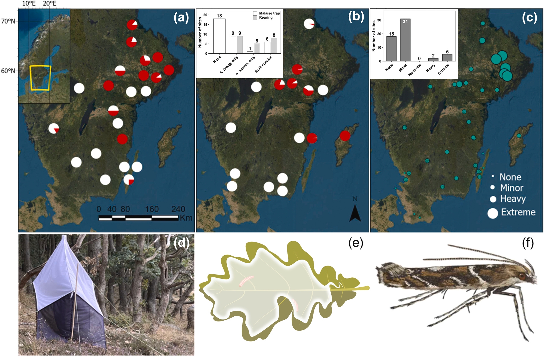 Figure from: A cryptic moth species drives major outbreak dynamics on oak without escaping its natural enemies