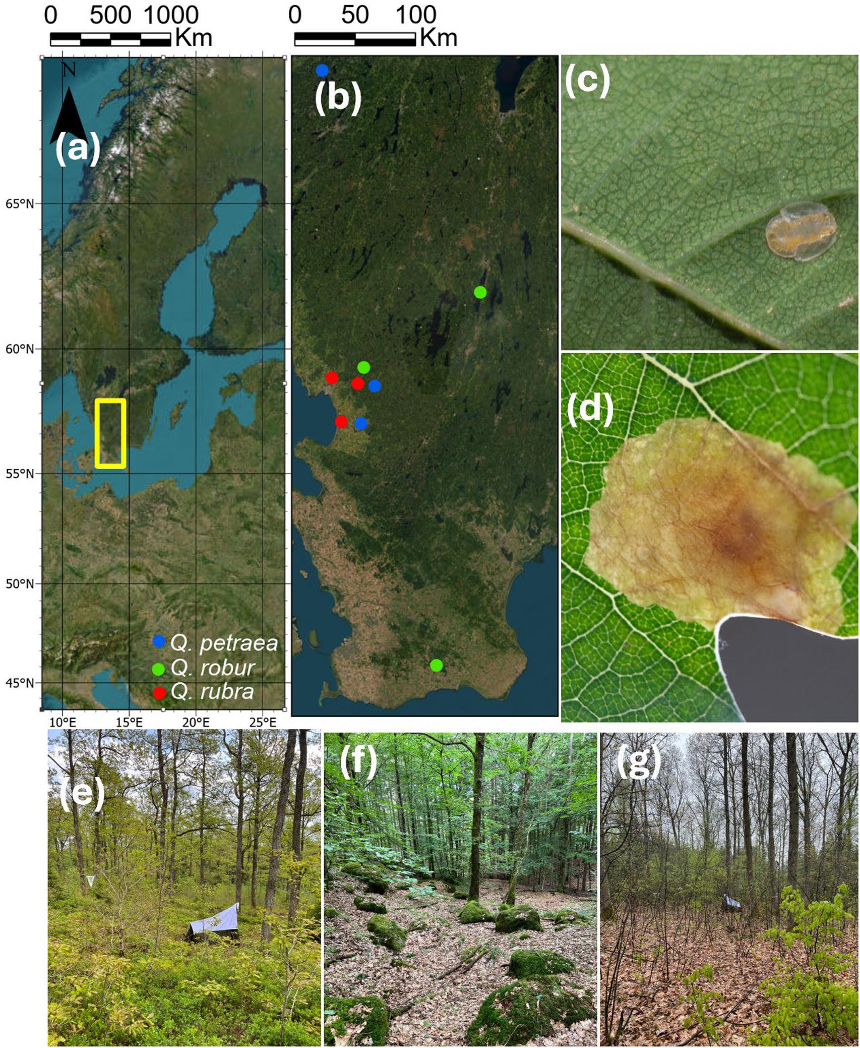 Figure from: Biodiversity impacts of native versus non-native oaks